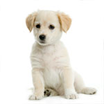 Puppy Kitten Services.jpg