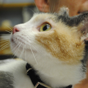 Cat Packages Florida