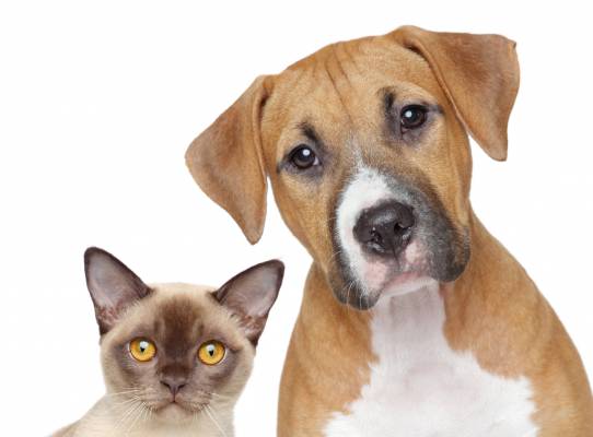 Pot for Pets? Sort of. Hollywood FL Top Veterinary Hospital Explains