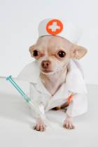 Ft. Lauderdale's Top Vet on Testing and Pet Vaccinations