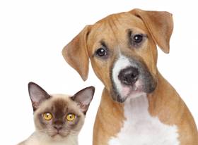 Pot for Pets? Sort of. Hollywood FL Top Veterinary Hospital Explains