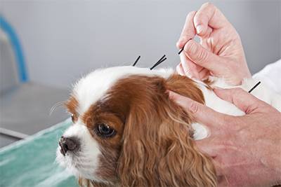 Alternative Medicine Pets Hollywood fl