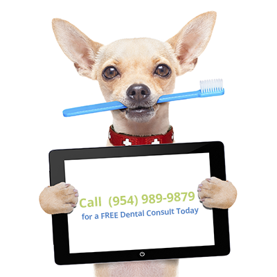 Davie fl pet dentist