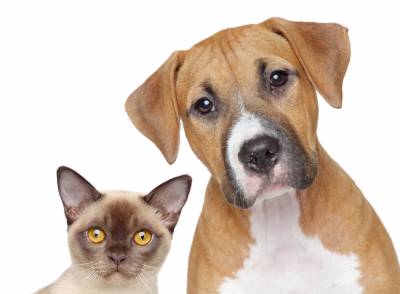 b2ap3_thumbnail_davie_spay_neuter.jpg