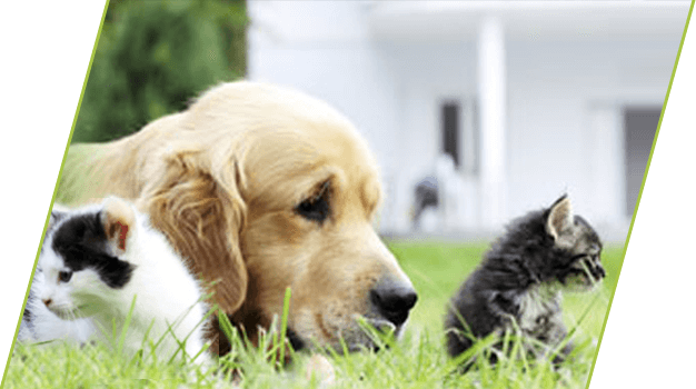 pot_for_pets_hollywood_fl.png