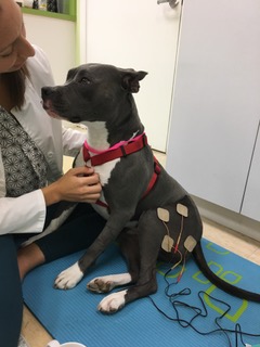 ft_lauderdale_pet_rehab