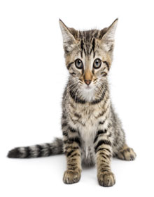Kitten Vaccination