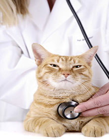 Cat Vaccination