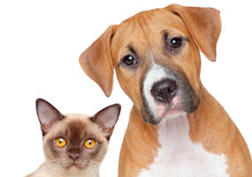 Hollywood FL - Dog Cat Tumor