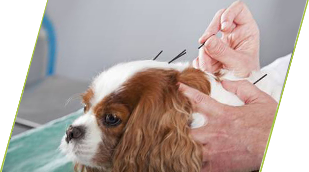 Acupuncture